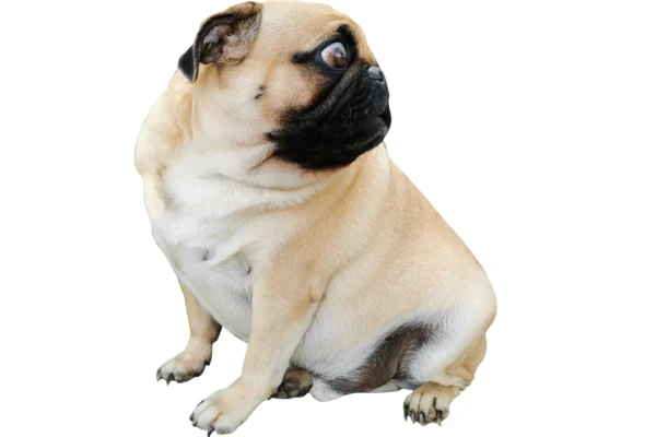 AT-HOME WEIGHT MANAGEMENT PROGRAMS