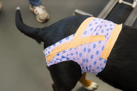 PROCEDURES & WOUND CARE